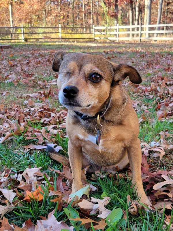 Brown chihuahua mix dog with one eye sitting in a yard covered with leaves. There's a fence and trees in the background